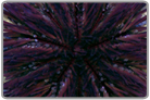 Purple Pincushion Urchin